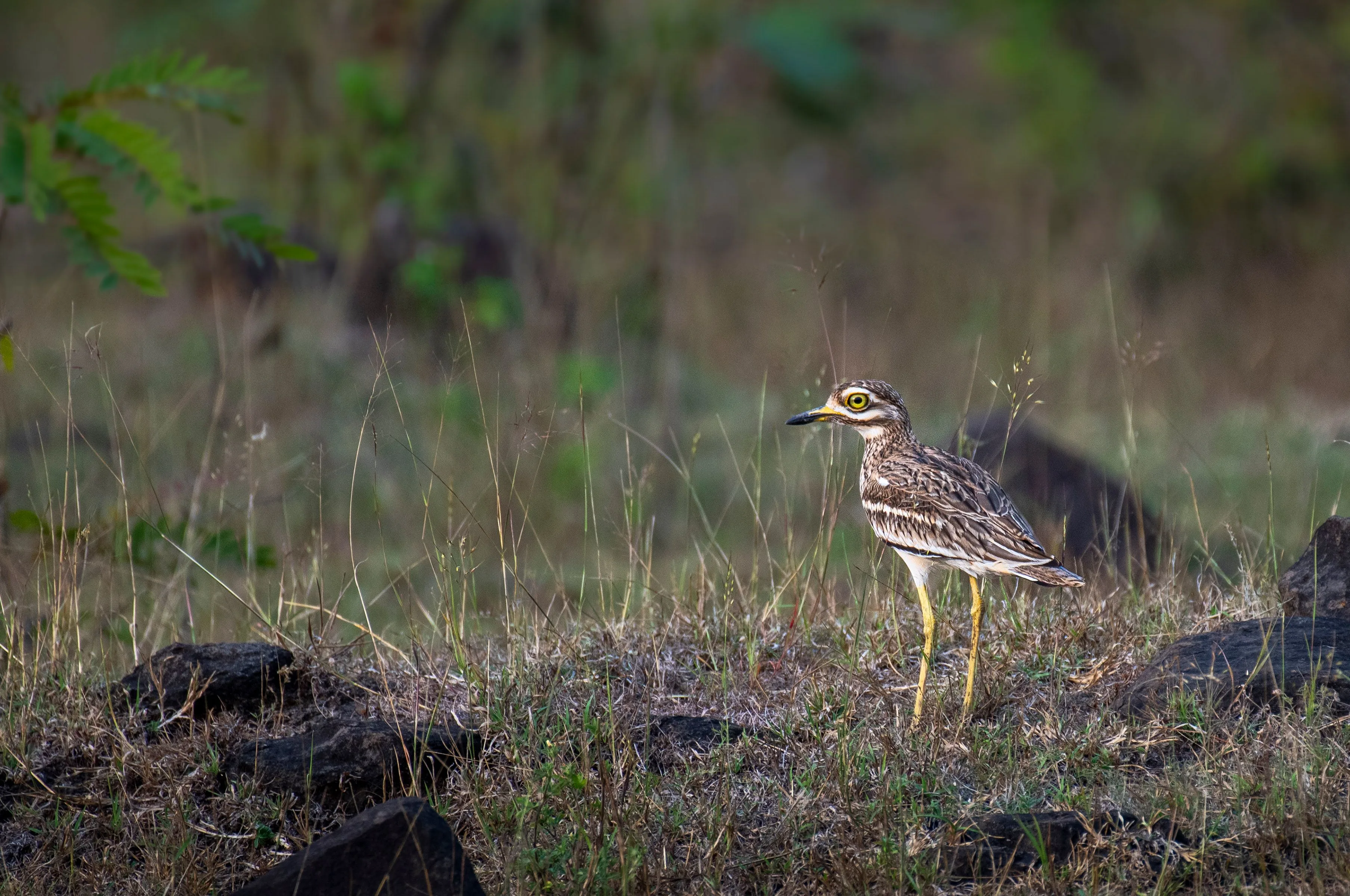 Eurasian Stone-curlew